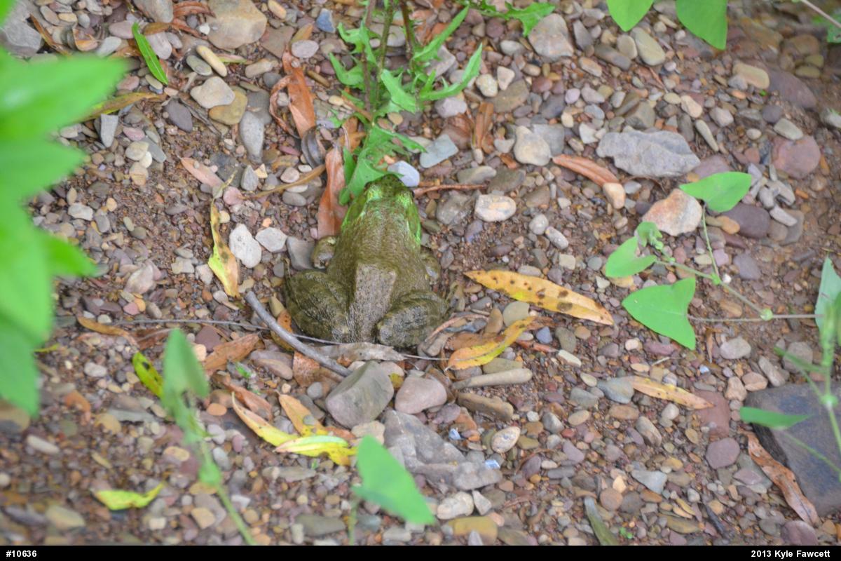 American Bullfrog