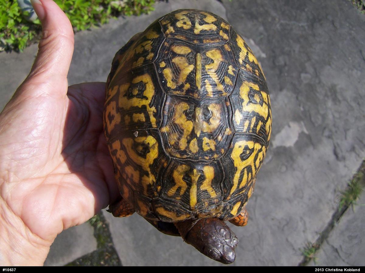 Eastern Box Turtle
