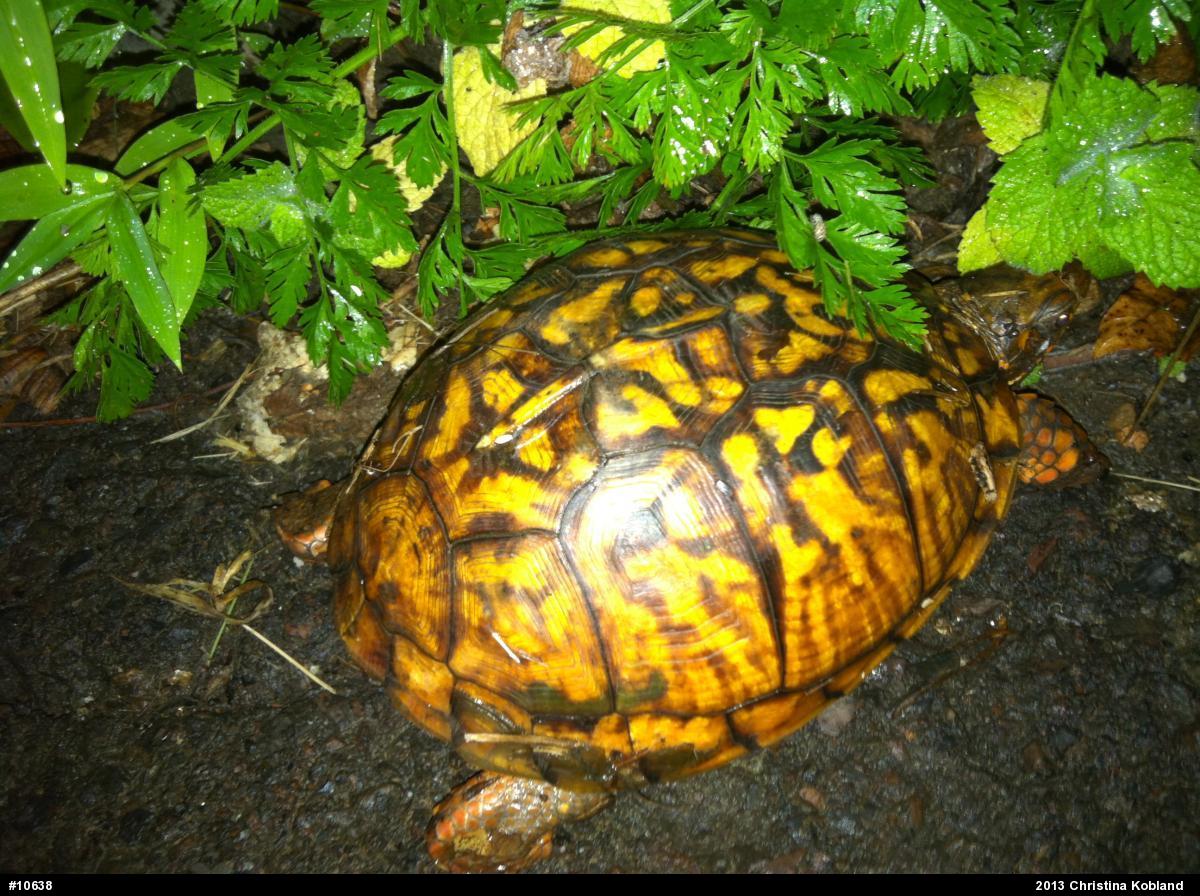 Eastern Box Turtle