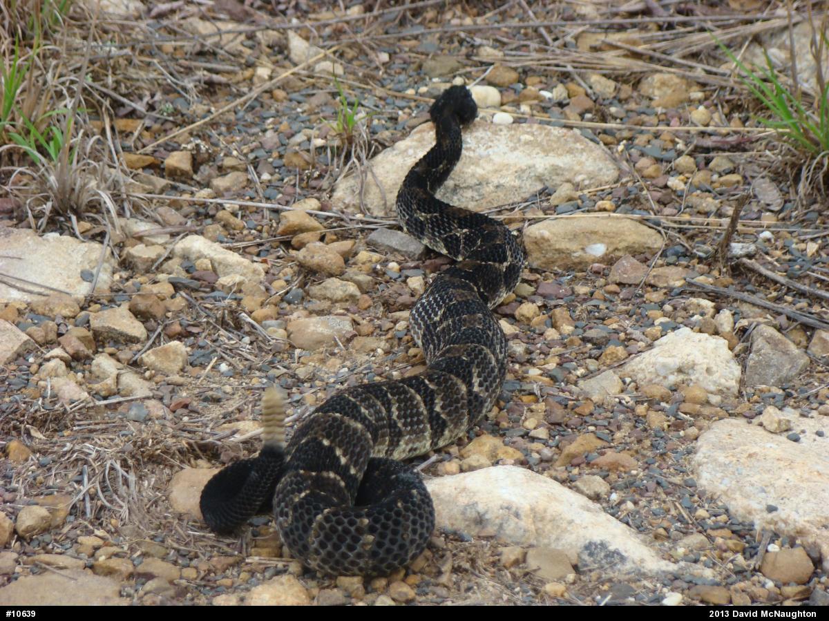 Timber Rattlesnake