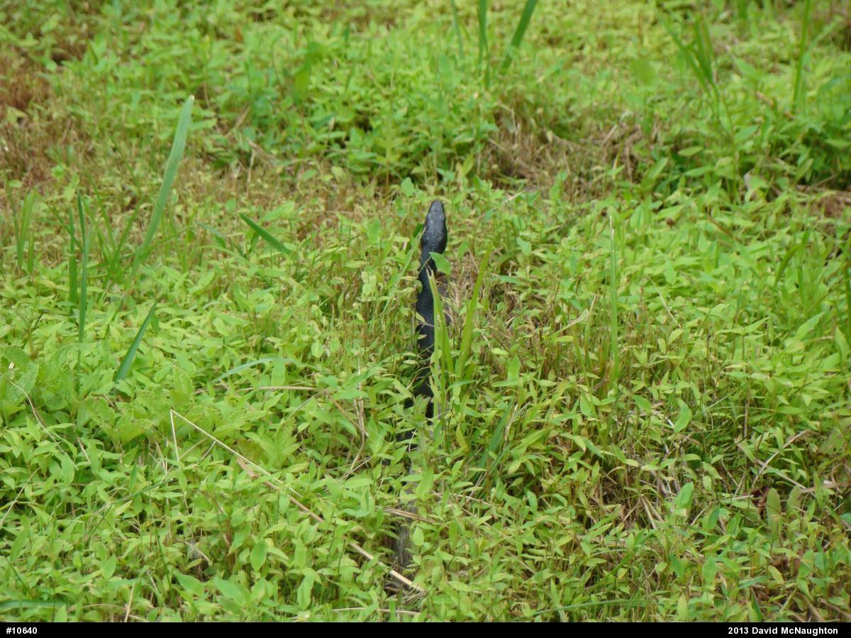 Eastern Ratsnake