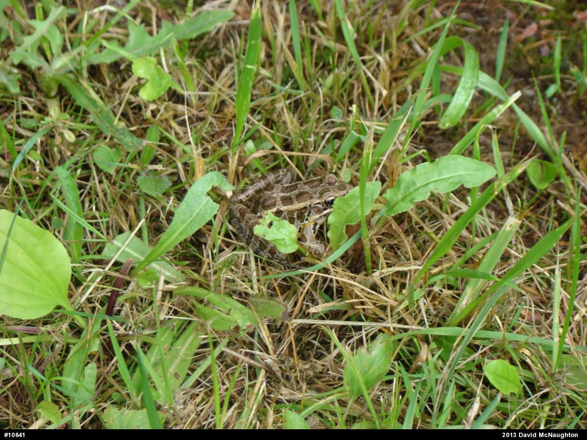 Pickerel Frog