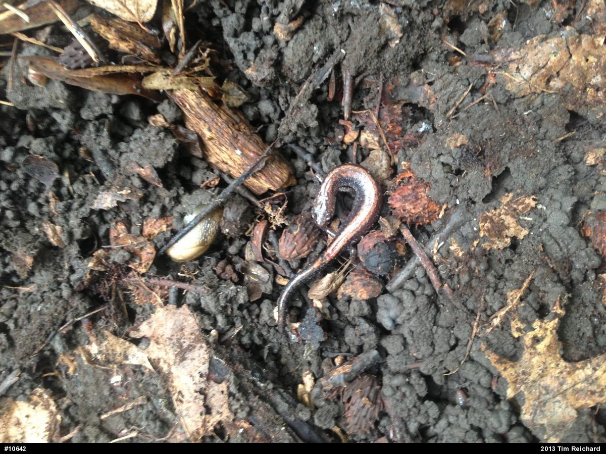 Eastern Red-backed  Salamander