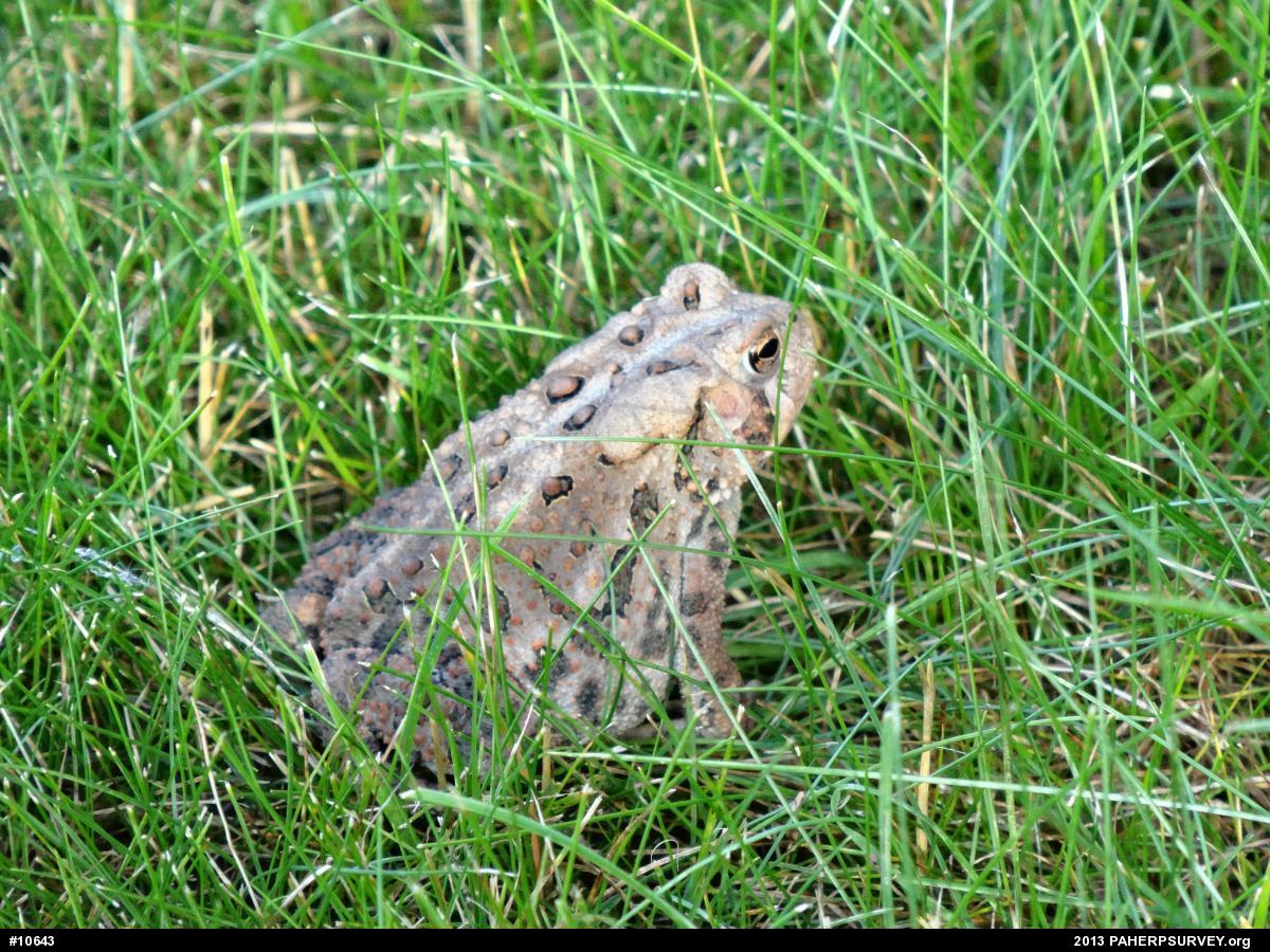Eastern American Toad