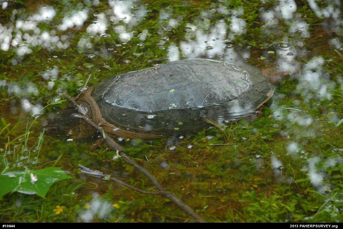 Snapping Turtle