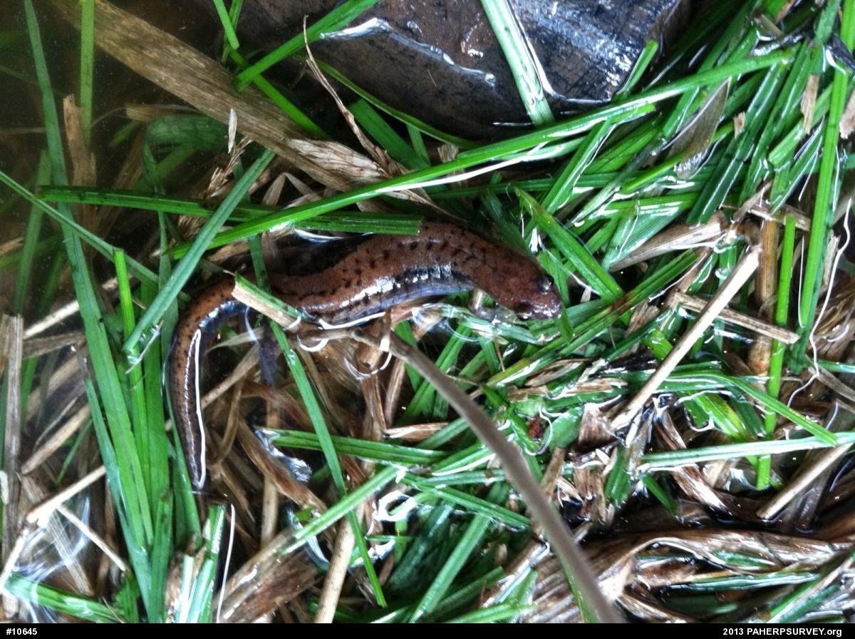 Allegheny Mountain Dusky Salamander