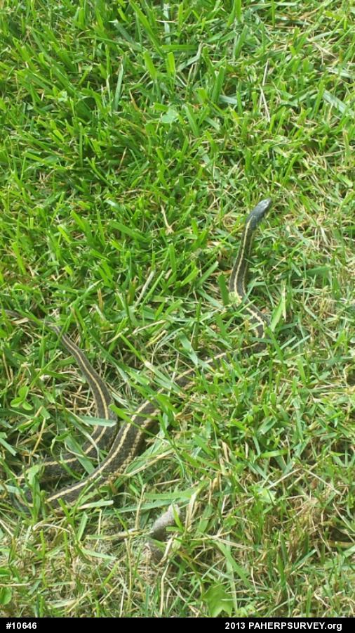 Eastern Gartersnake