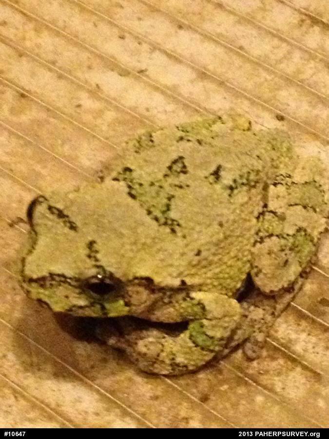 Unknown Gray Treefrog
