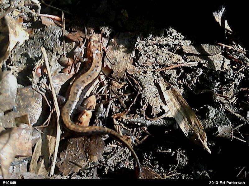 Allegheny Mountain Dusky Salamander