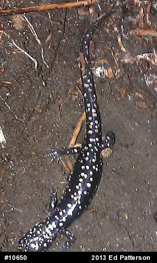 Northern Slimy Salamander