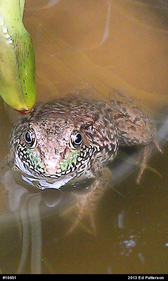 Green Frog