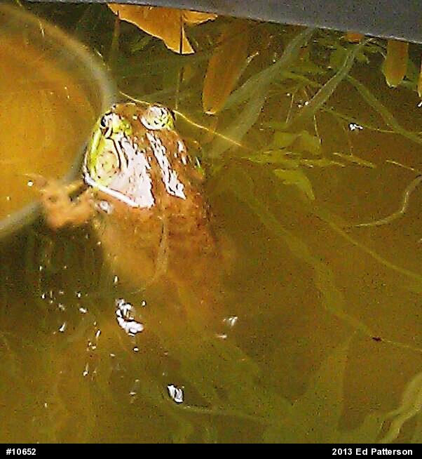 American Bullfrog