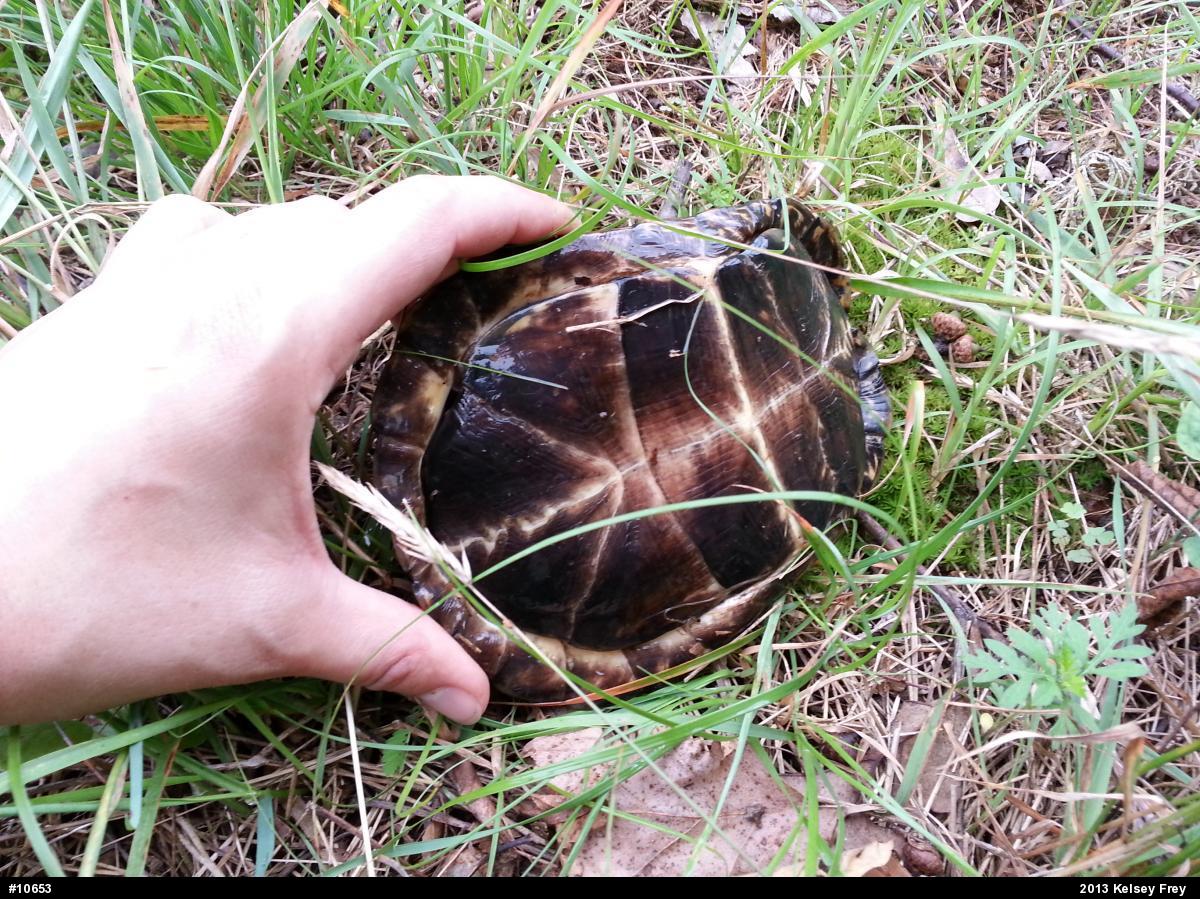 Eastern Box Turtle