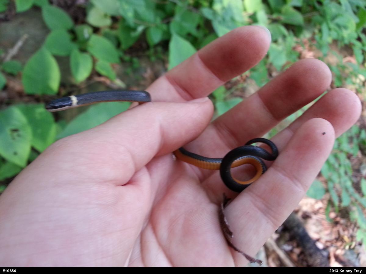 Northern Ring-necked Snake