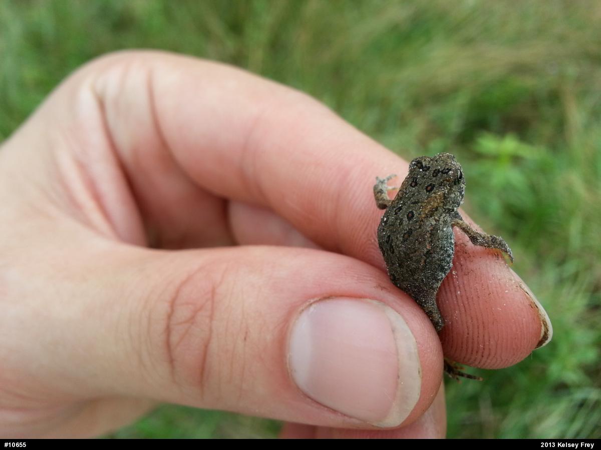 Eastern American Toad