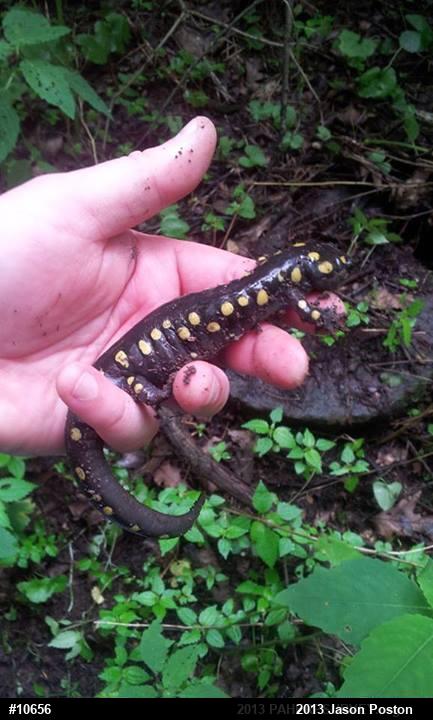 Spotted Salamander