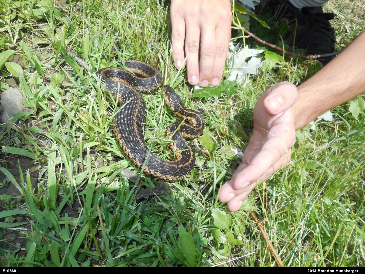 Eastern Gartersnake
