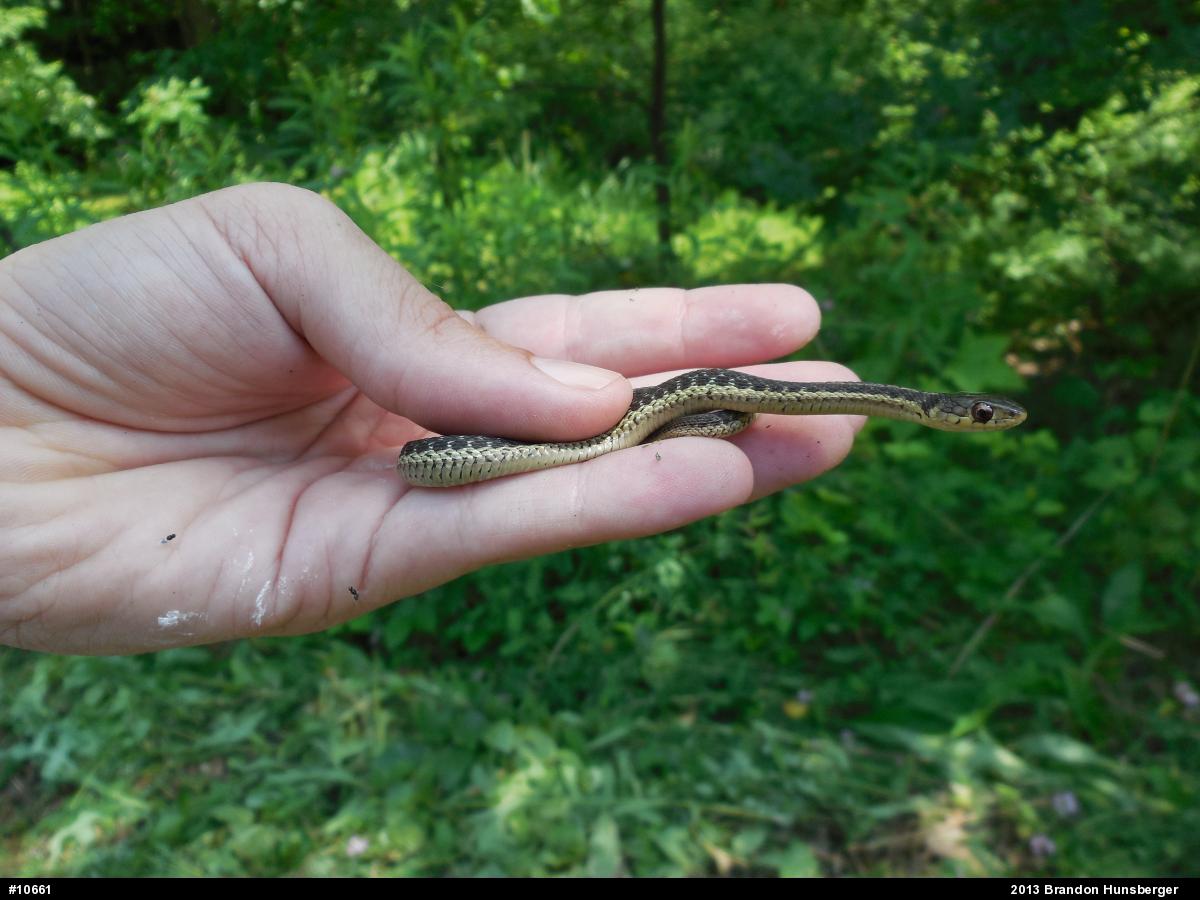 Eastern Gartersnake