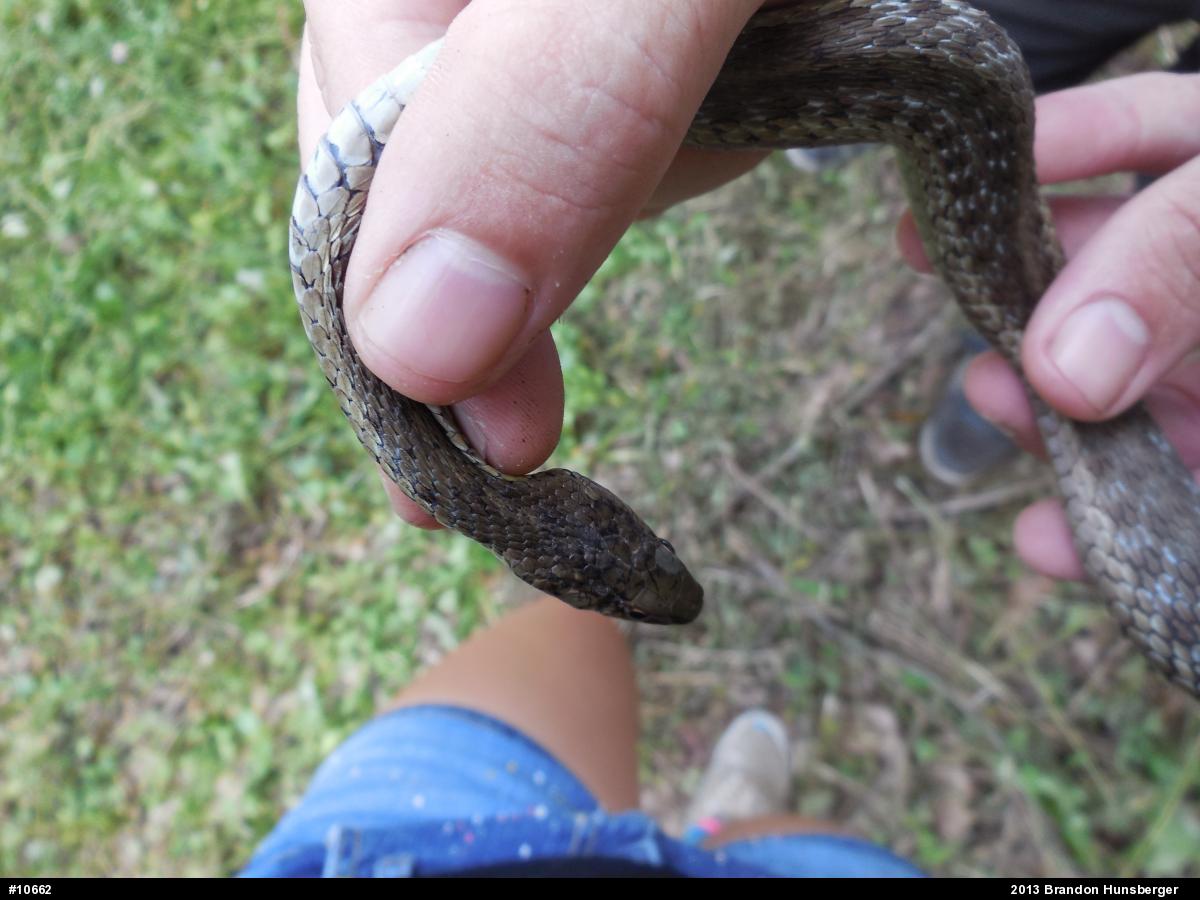 Eastern Gartersnake