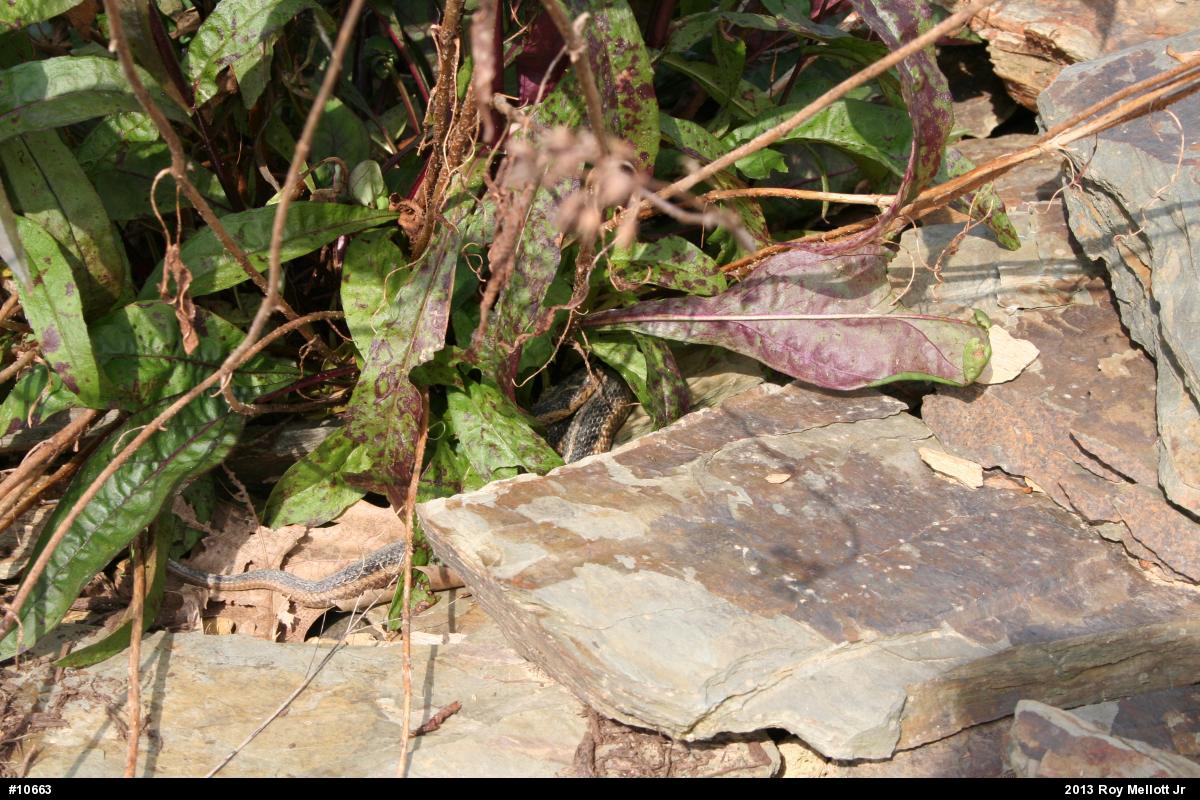 Eastern Gartersnake