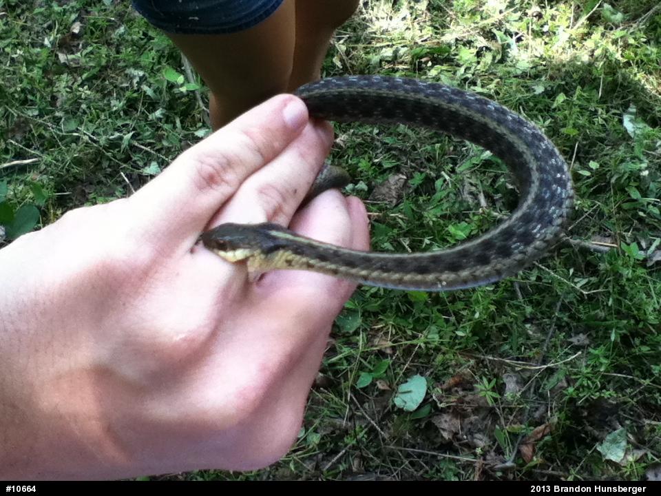 Eastern Gartersnake