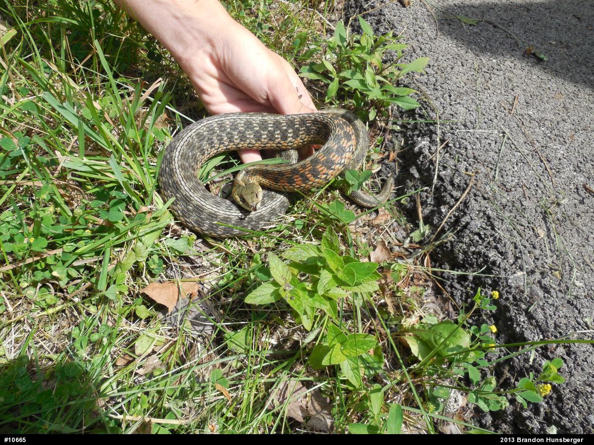 Eastern Gartersnake