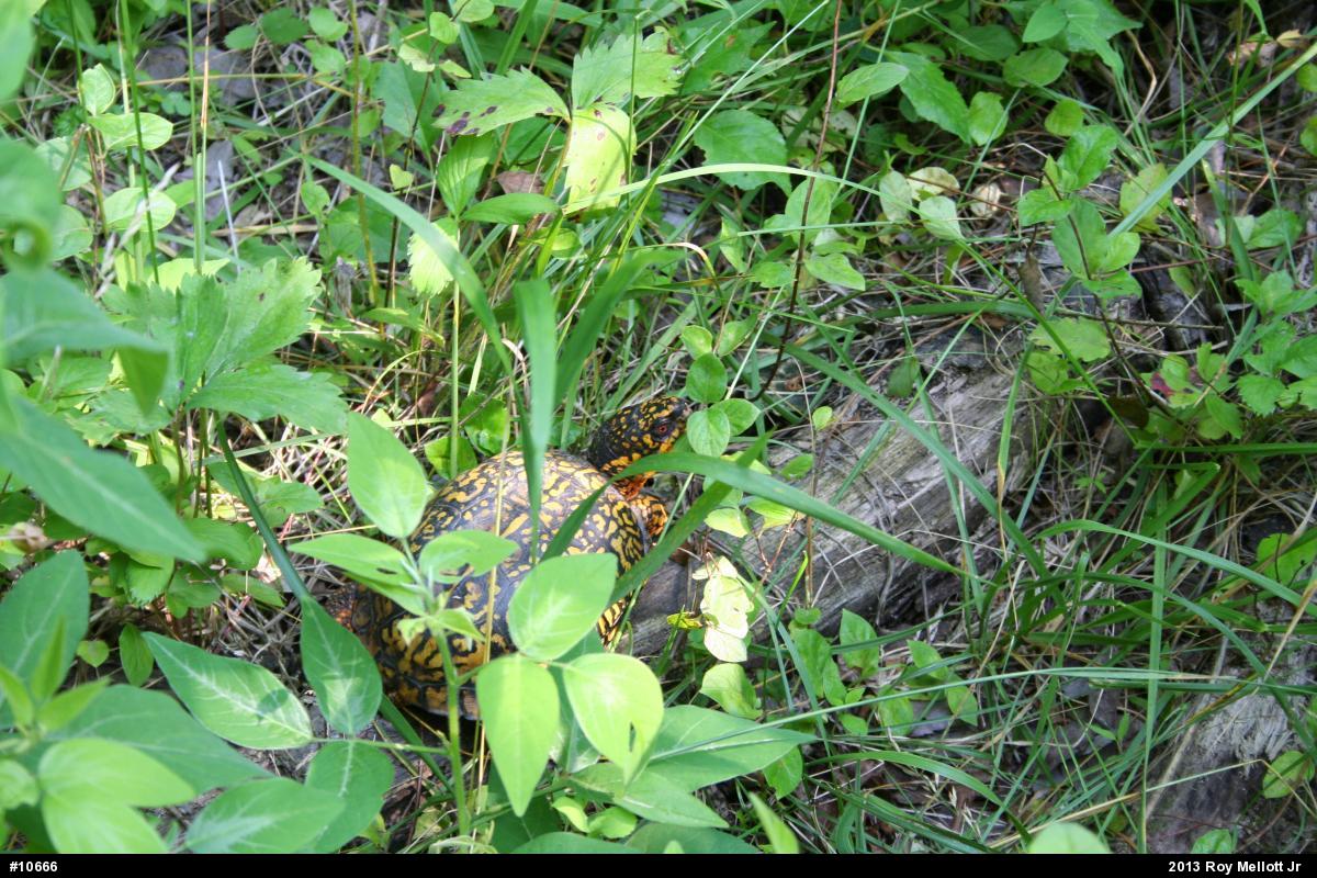 Eastern Box Turtle