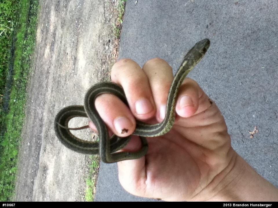 Eastern Gartersnake