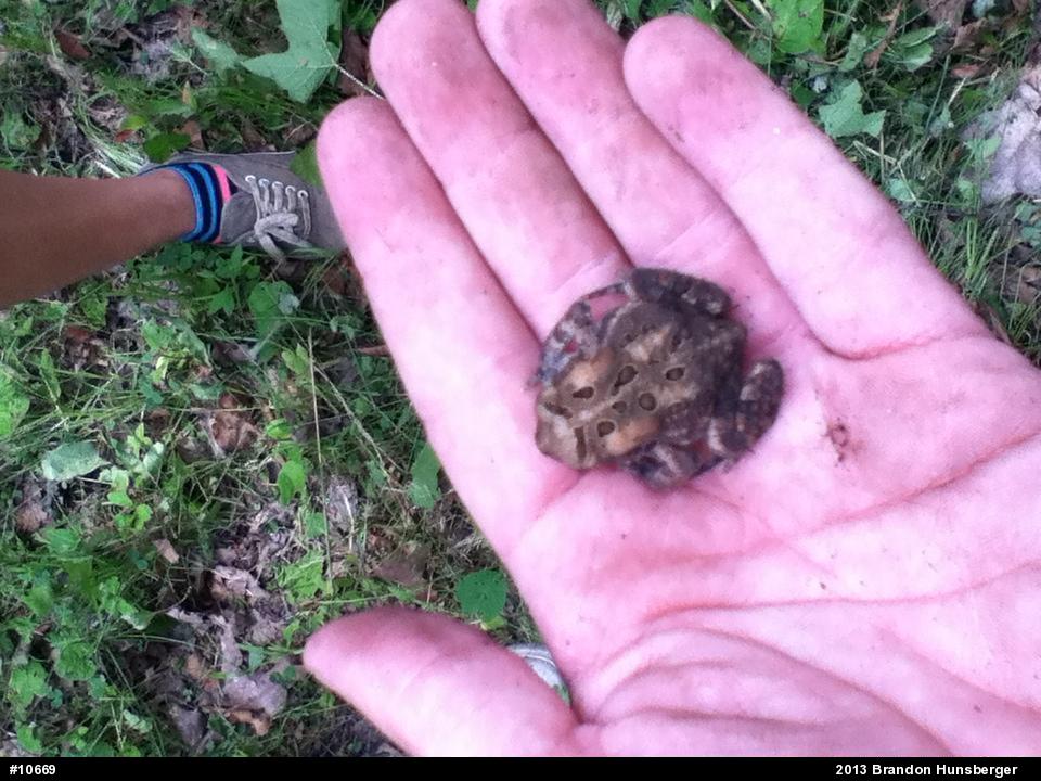 Eastern American Toad