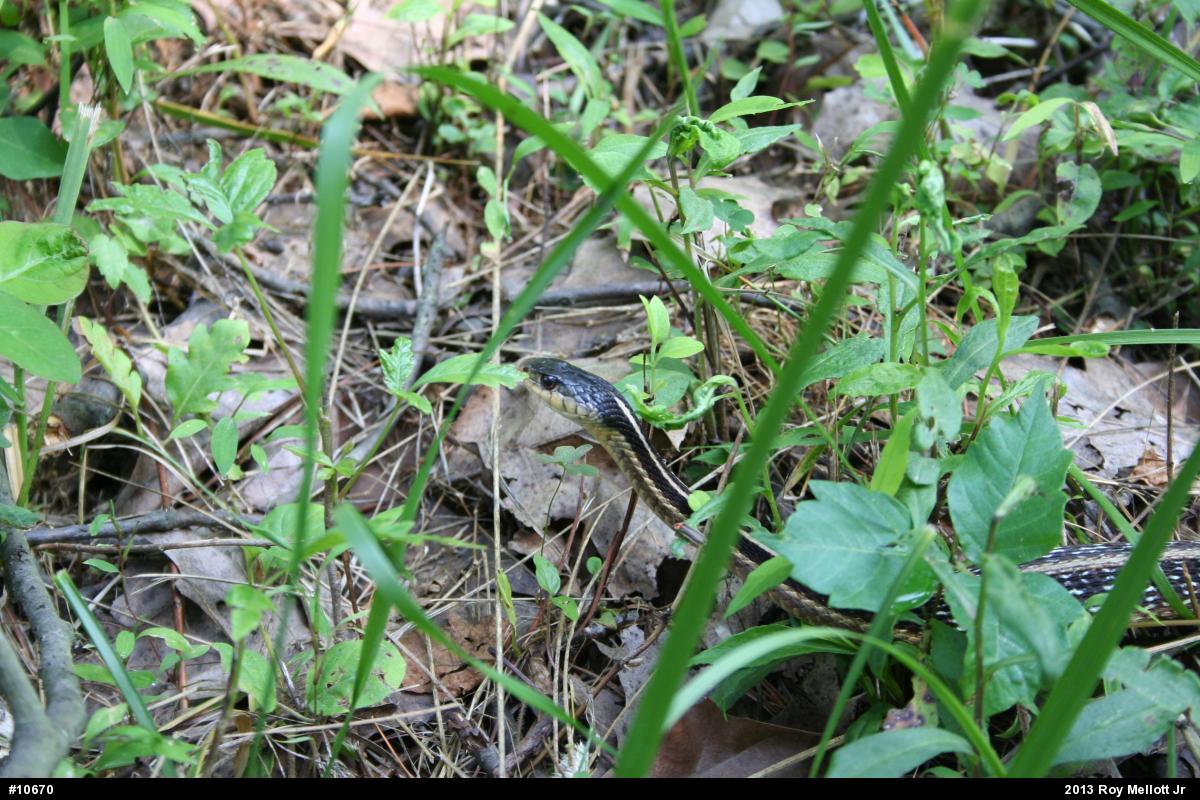 Eastern Gartersnake