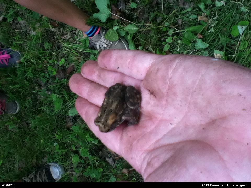 Eastern American Toad