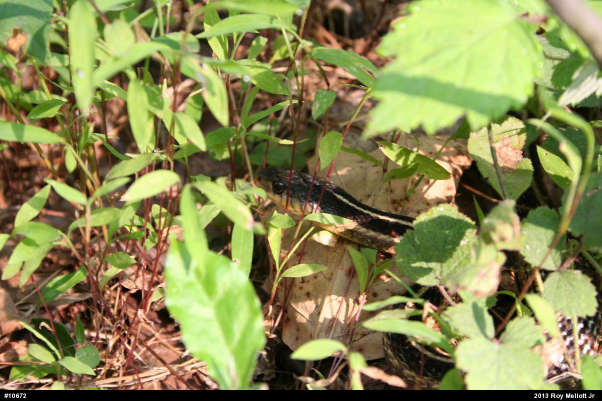 Eastern Gartersnake