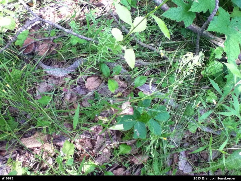 Eastern Ratsnake
