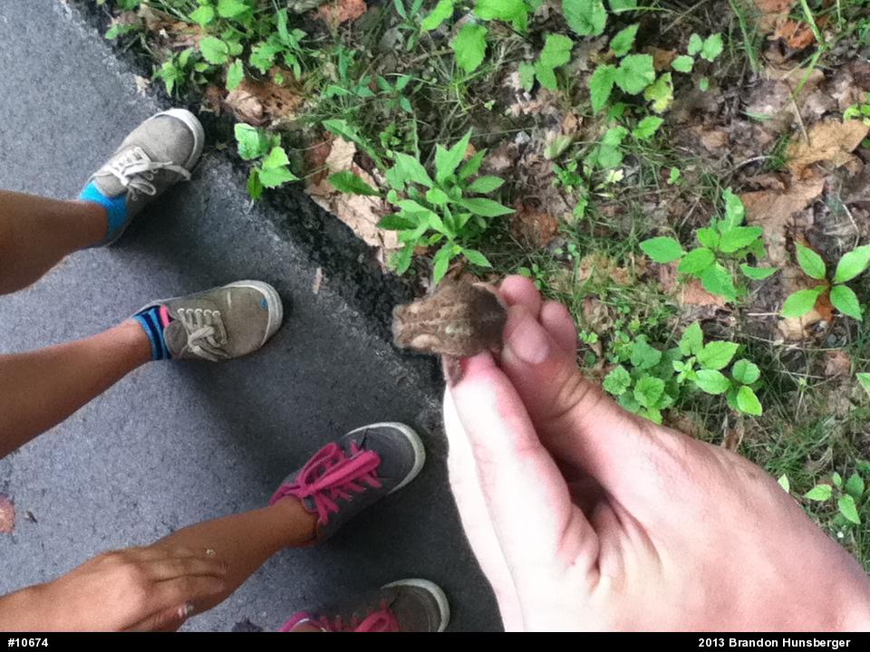Eastern American Toad