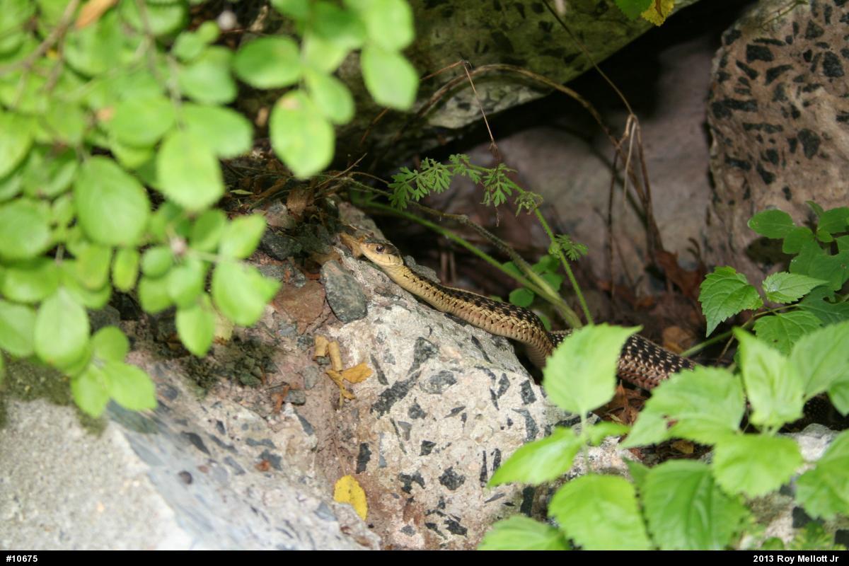 Eastern Gartersnake