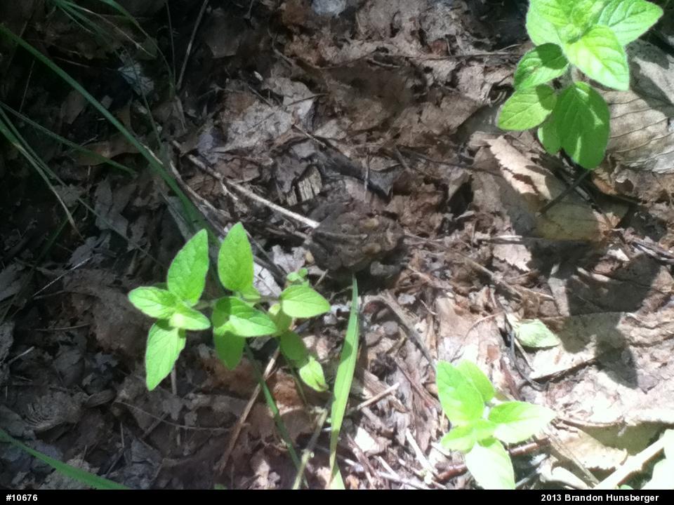 Eastern American Toad