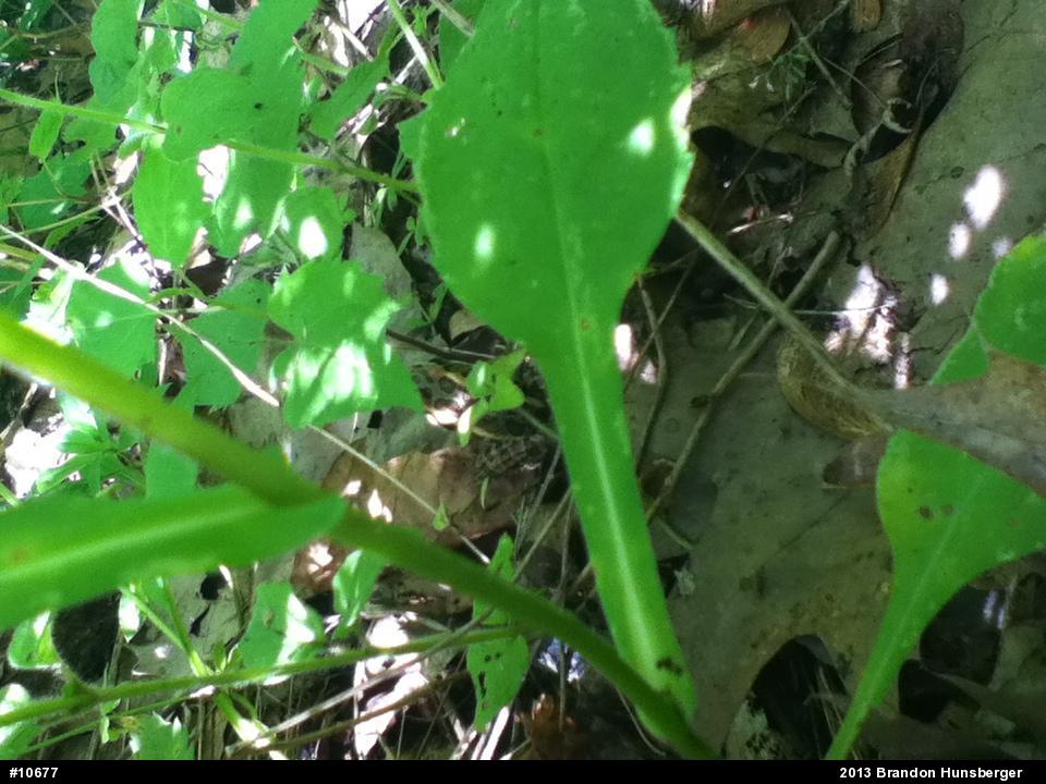Pickerel Frog