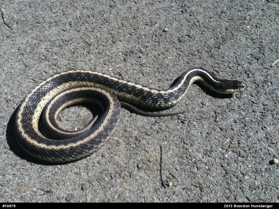 Eastern Gartersnake