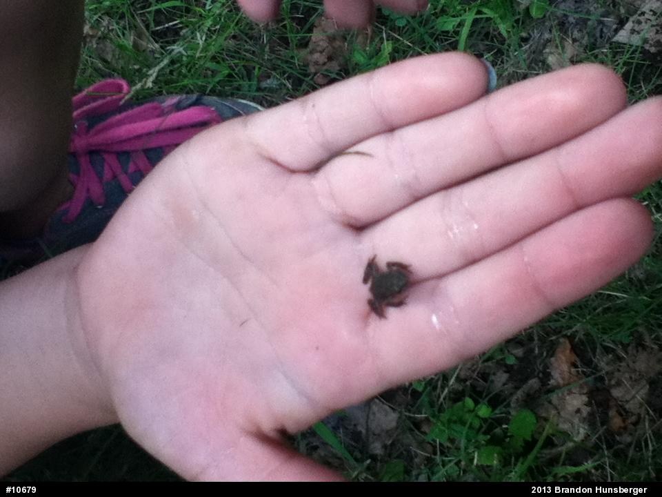 True Toads