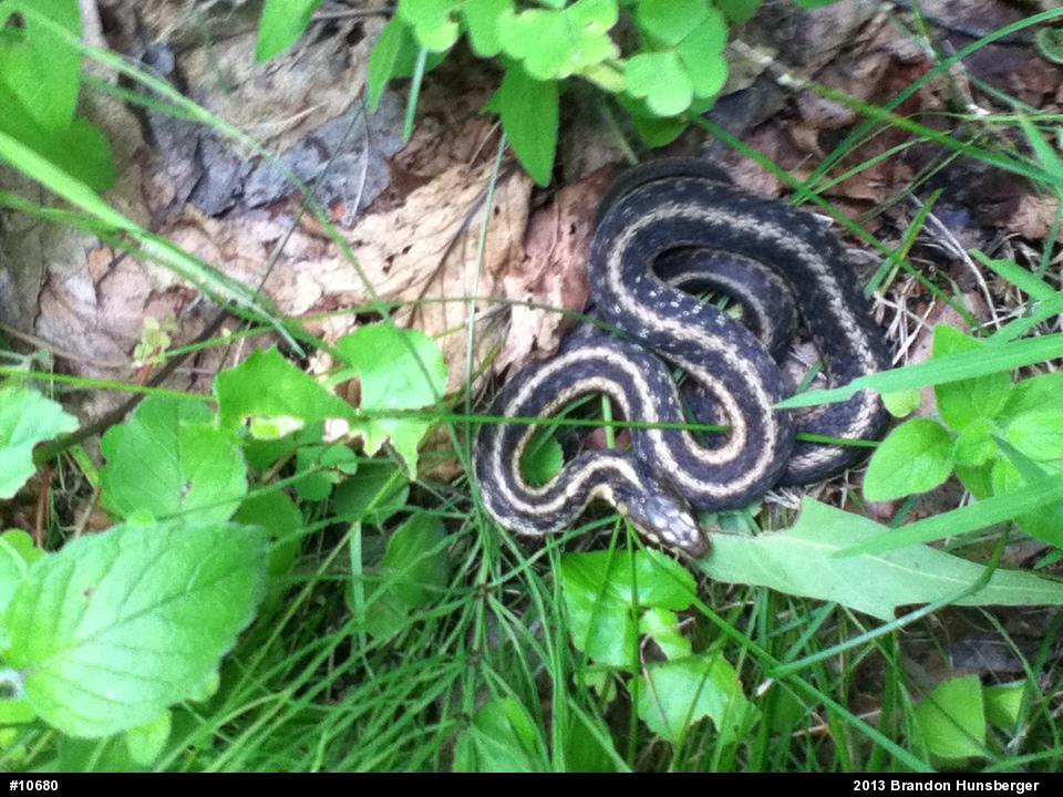 Eastern Gartersnake