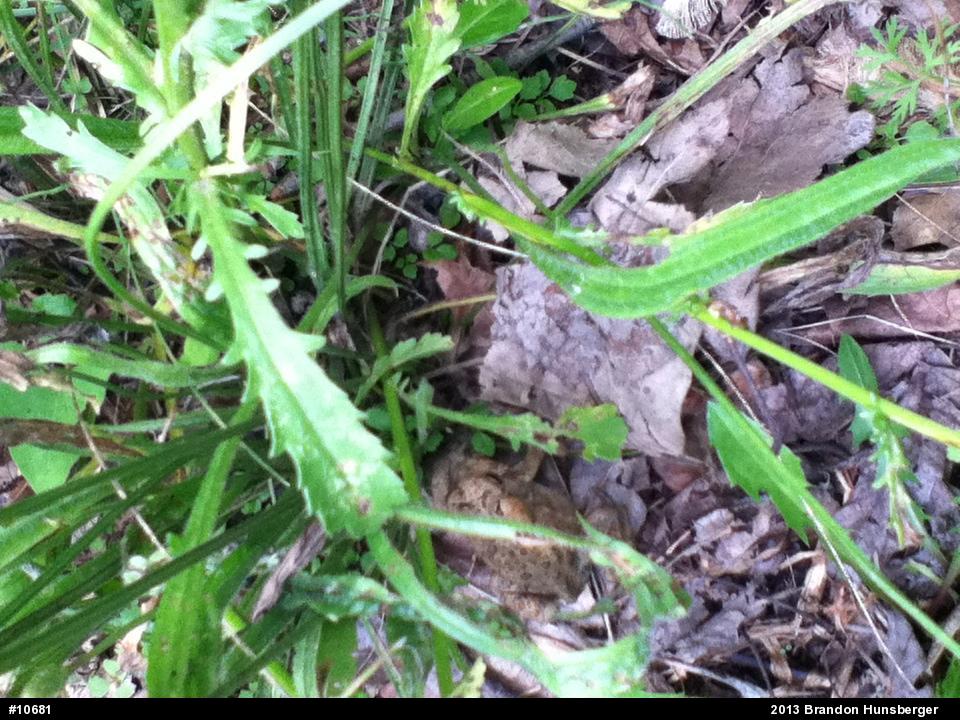 Eastern American Toad