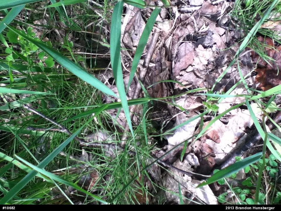 Pickerel Frog