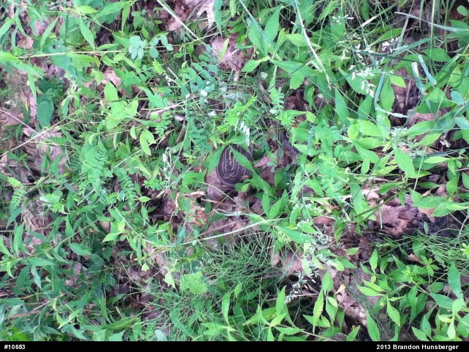 Eastern Gartersnake
