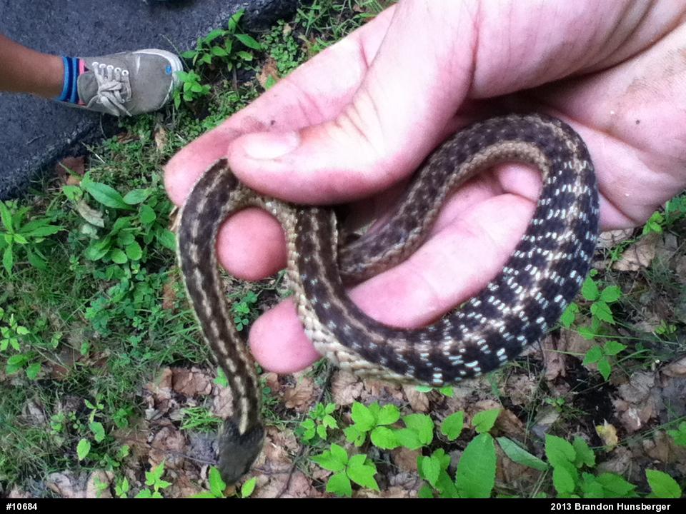 Eastern Gartersnake