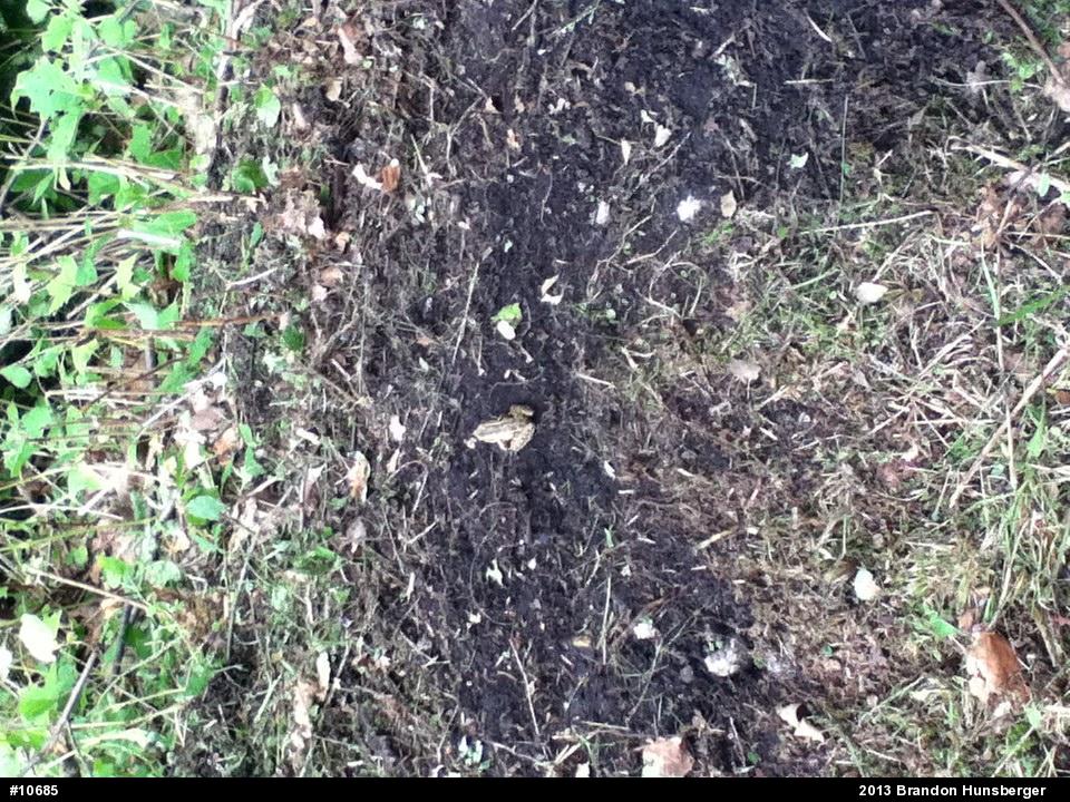 Pickerel Frog