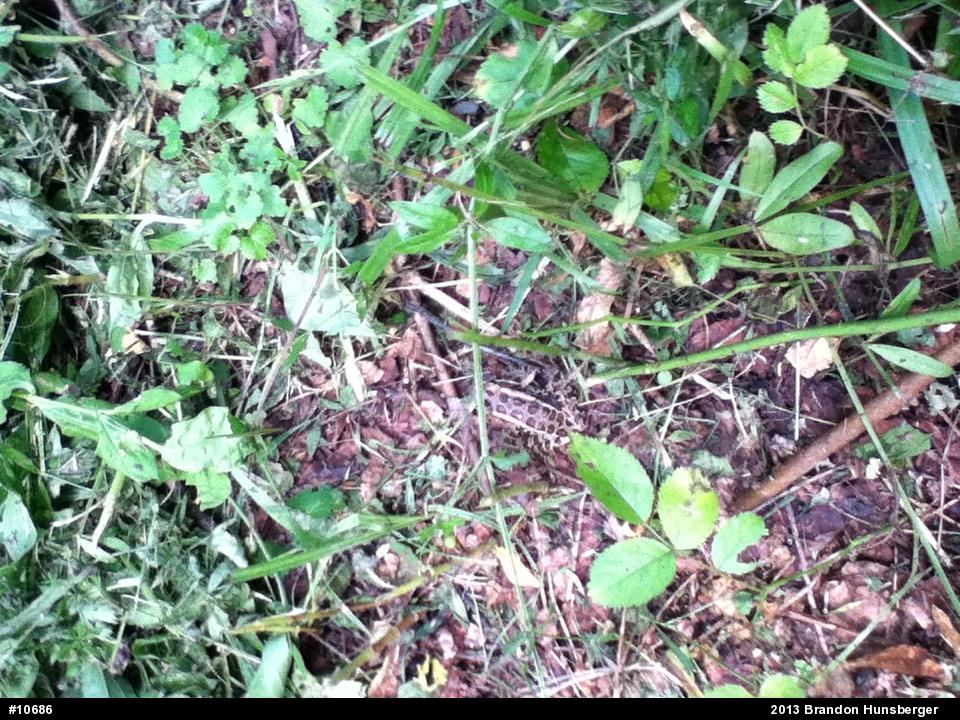 Pickerel Frog