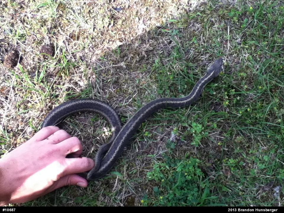 Eastern Gartersnake