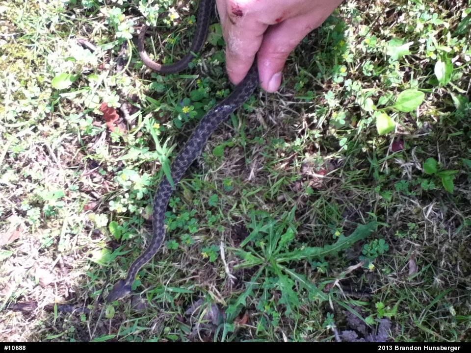 Eastern Gartersnake