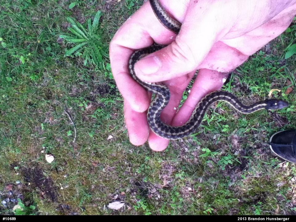 Eastern Gartersnake