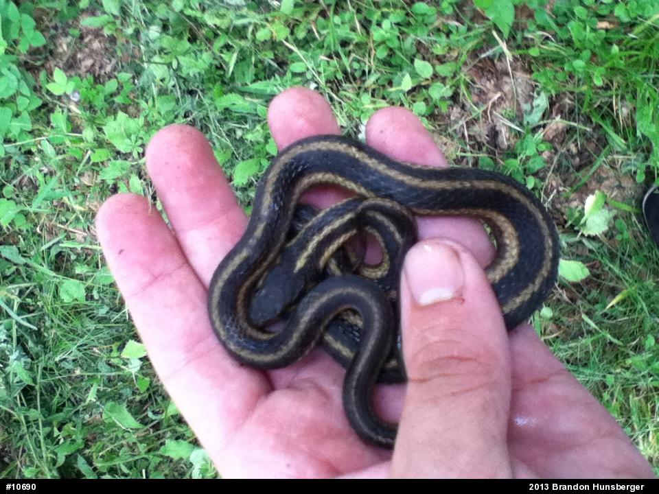 Eastern Gartersnake